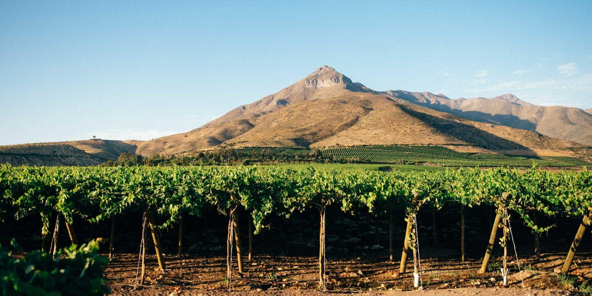 Vineyards And Pisco Routes Tour